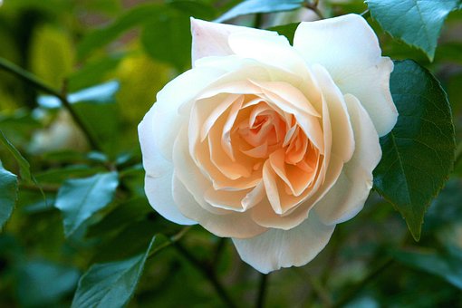 Hvid Rose, Elsker, Gul, Blomst, England