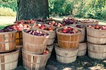 farm, apples, orchard