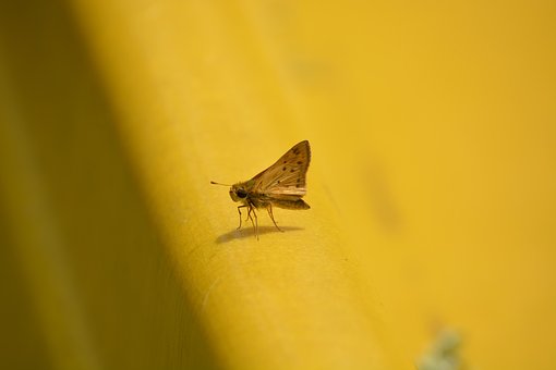 Free Moth Insect photo and picture