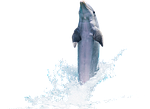 dolphin, fish, animal