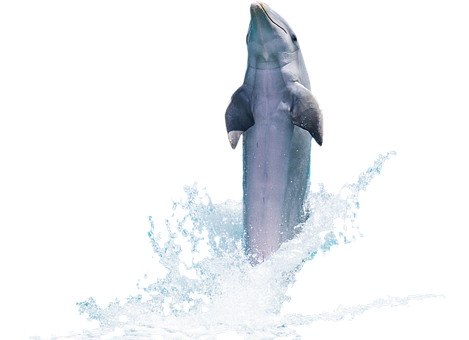 Delfin, Fische, Tier, Flipper, Meer