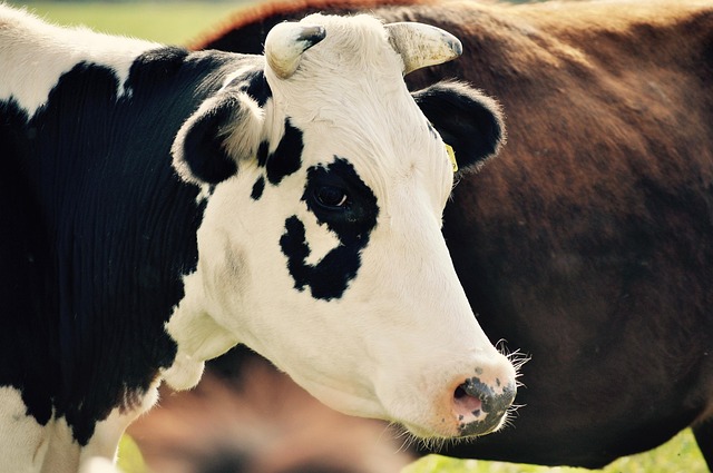 Free Animals Nature photo and picture