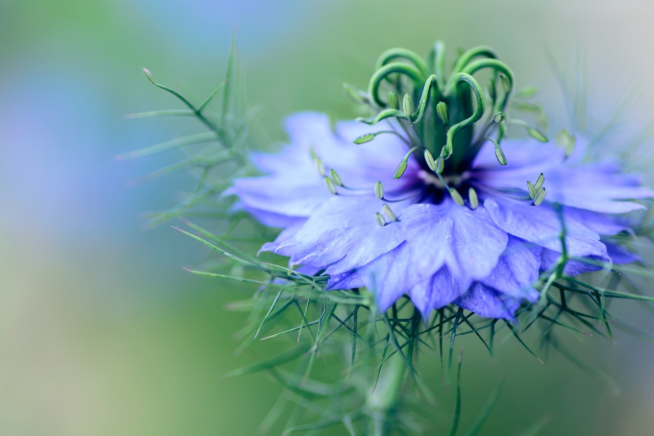 Artistic Nigella Plant Design for Mobile Artistic Nigella Plant Design for Mobile
