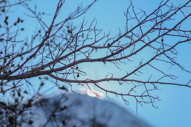 Free Winter Tree photo and picture