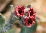 pardoglossum cheirifolium, flowers, scrubland