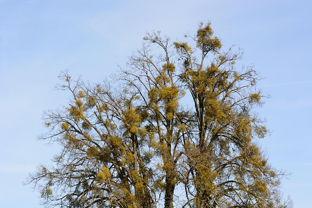 Free Mistletoe Viscum photo and picture