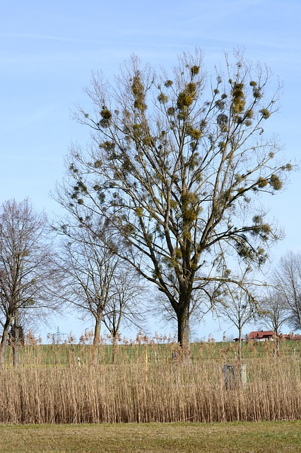 Free Mistletoe Viscum photo and picture