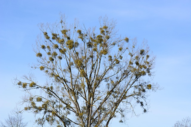 Free Mistletoe Viscum photo and picture
