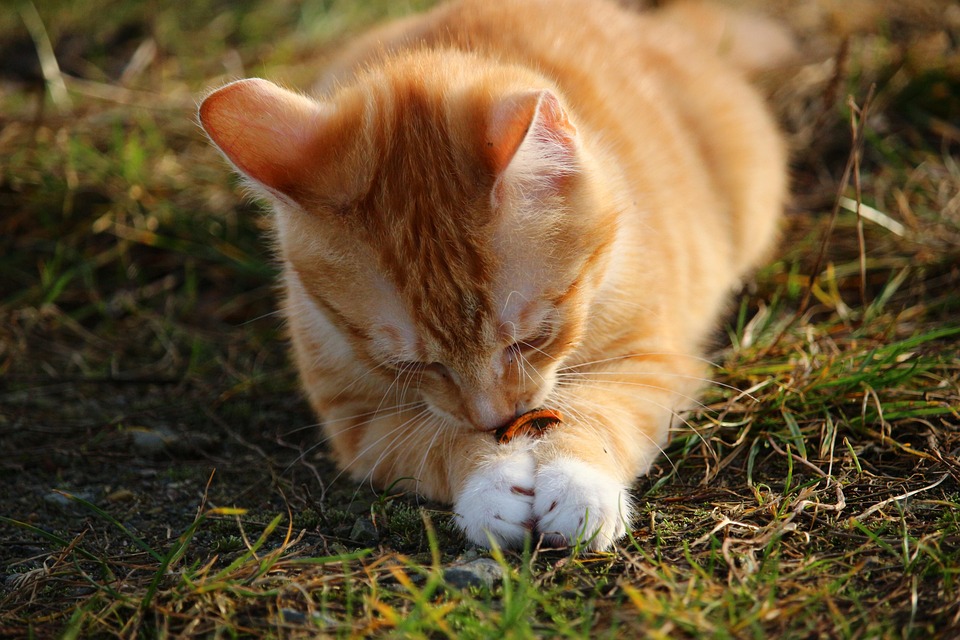 Free photo Cat, Kitten, Red Mackerel Tabby Free Image on Pixabay