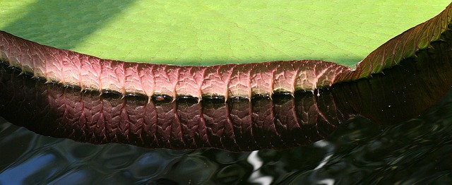 Free Reflection Mirroring photo and picture