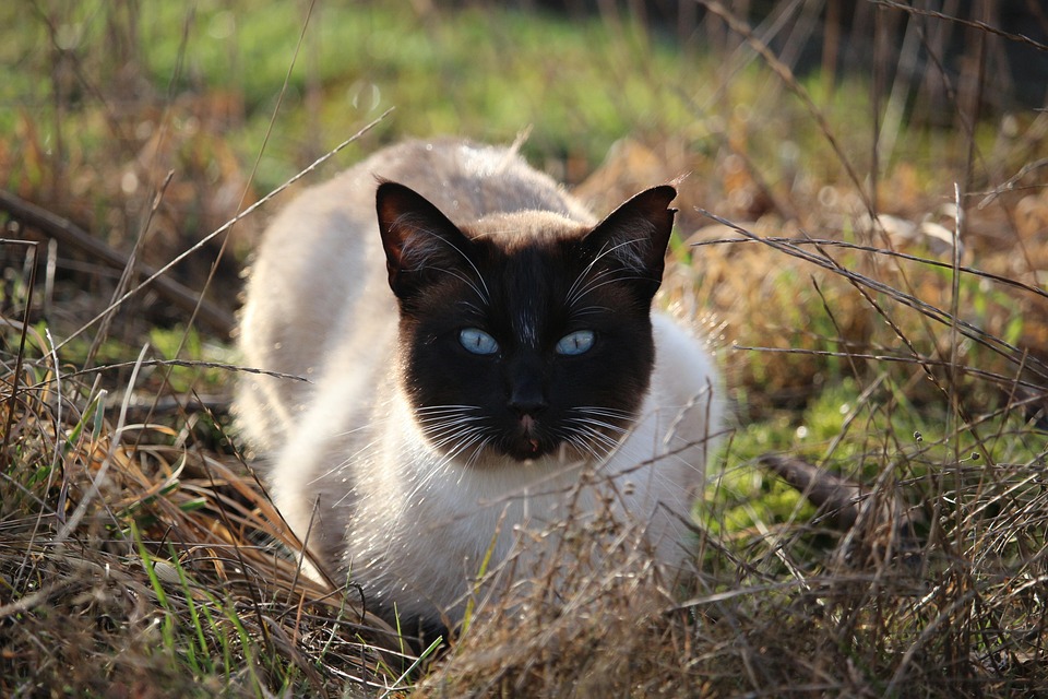 Gato, Gato Siamés, Siamese, Resaca, Blue Eye