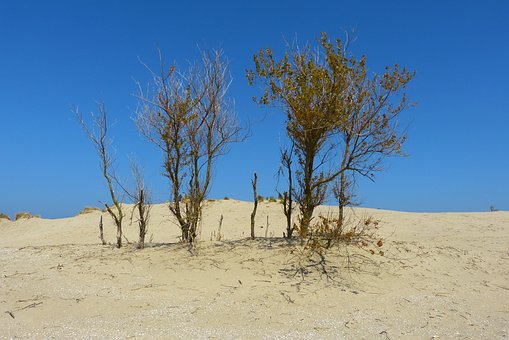 Duna, Mar, Playa, Hierba Marram, Arena