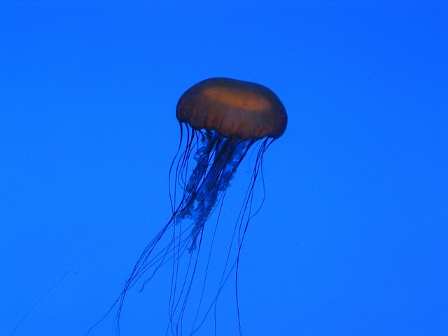 Meduze, Acvariu, Albastru