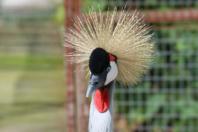 Free Grey Crowned Crane Crane photo and picture