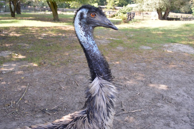Free Ostrich Nature photo and picture