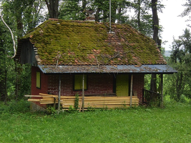 Free Forest House photo and picture