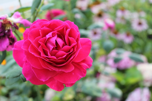 Free Rose Romantic photo and picture