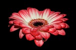 gerbera, petals, red