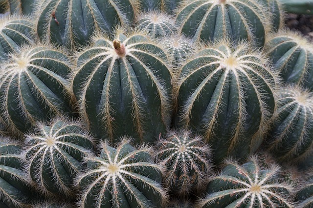 Free Cacti Green photo and picture