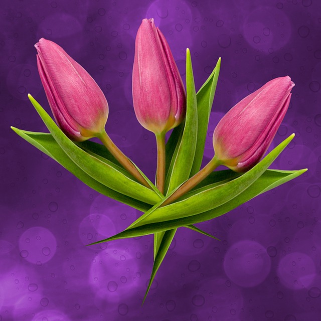 Free tulip flowers nature illustration