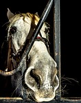 horse, block, animal