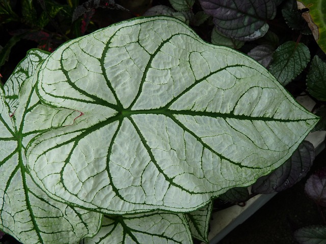 Free Leaf Green photo and picture