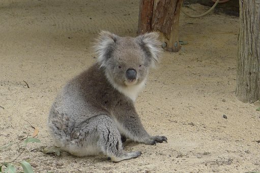 Koala, Perth, Australia, Nature, Koala