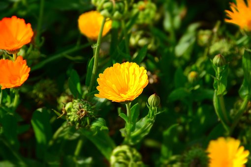 Floare, Natura, Flori Frumoase