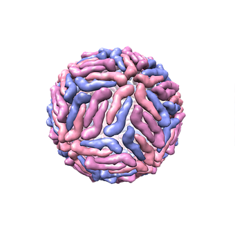 Dengue Fieber, Virus, 3D-Struktur