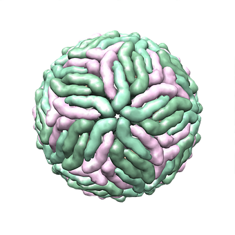 Dengue Fieber, Virus, 3D-Struktur