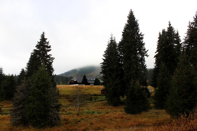 Free Šumava Forest photo and picture