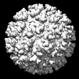 Semliki-Waldvirus, Virus, Medizin