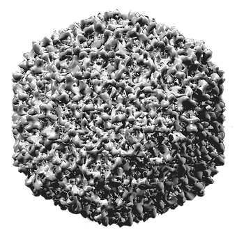 Virus Der Infektiösen Bursitis, Virus