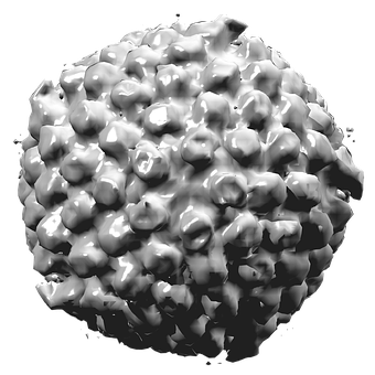 Herpes-Simplex-Virus Typ I, Virus