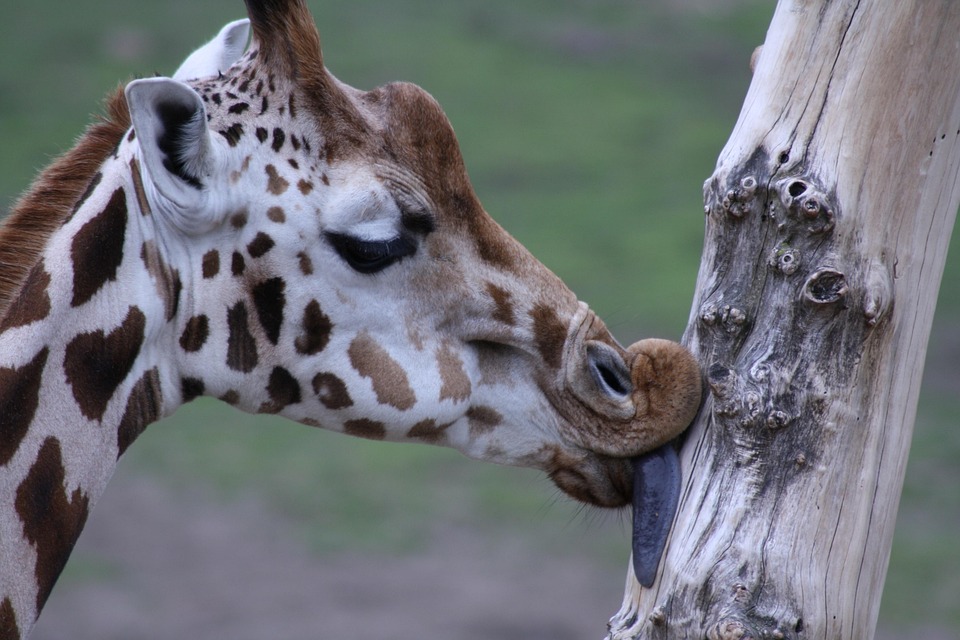 afrikanske giraffer træ afrikanske giraffer træ