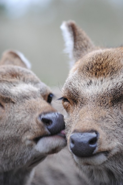 Free Deer Affection photo and picture