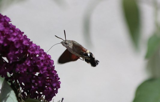 Free Hummingbird Hawk Moth Butterfly photo and picture