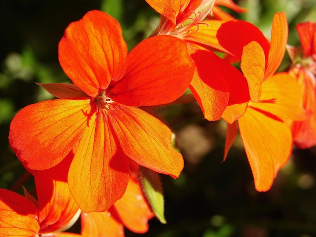 Hibiskus Röda Blommor - Gratis foto på Pixabay - Pixabay
