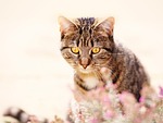 cat, mackerel, nature