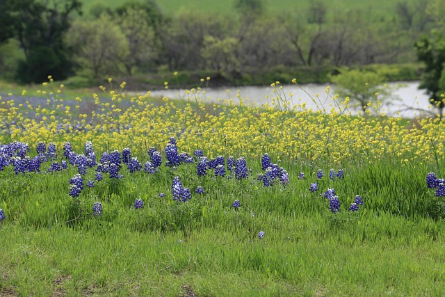 Free Flowers Wildflowers photo and picture
