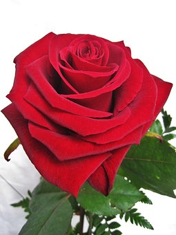 Baccarat Rose, The Love Flower, Rose