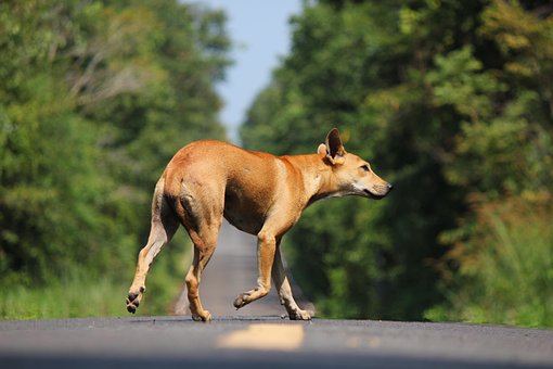Free Dog Nature photo and picture