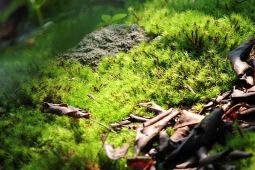 Free Moss Green photo and picture