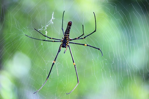Free Spider Green photo and picture