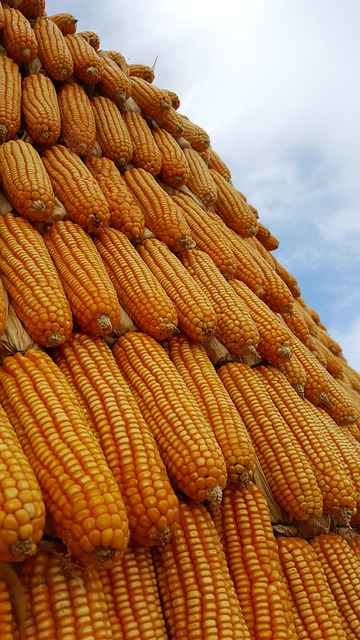 Free Corn Nature photo and picture