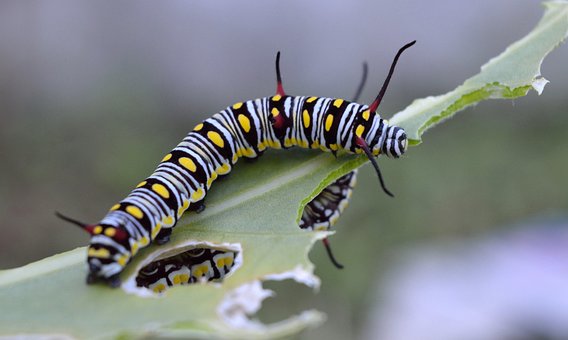 Free Danaus Gilippus photo and picture
