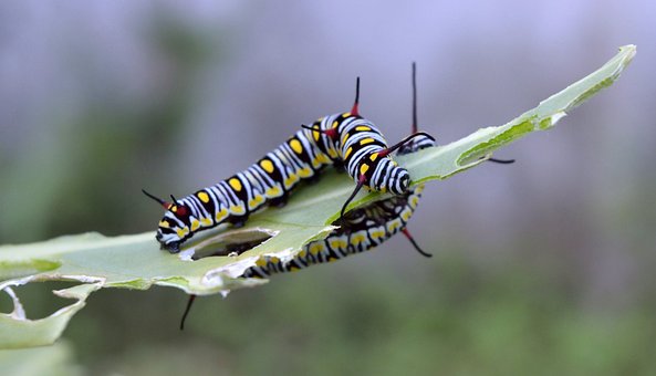 Free Danaus Gilippus photo and picture