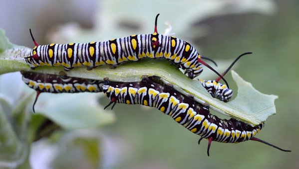 Free Danaus Gilippus photo and picture