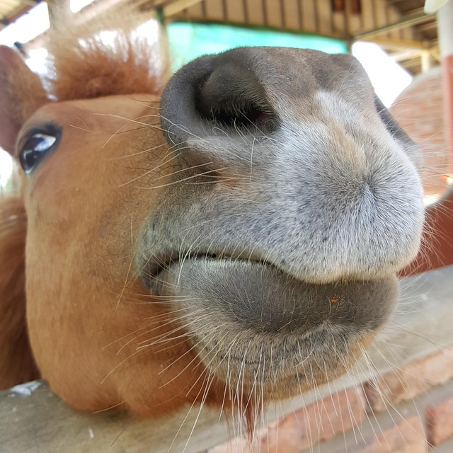 Free Horse Nature photo and picture