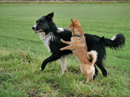 Border Collie, Venner, En, Dyr, Kæledyr